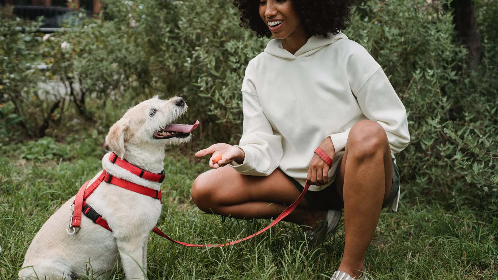 A trainer rewards an attentive dog outdoors on a loose leash.